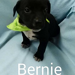 Photo of Bernie