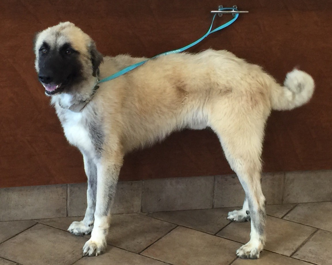 kangal golden retriever mix