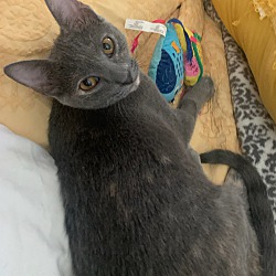Photo of Pekoe