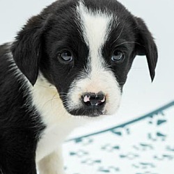 Thumbnail photo of Claire - could a puppy be any #2