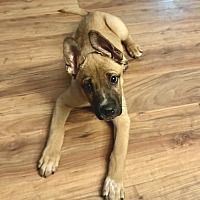 adopt a pet