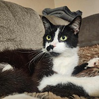 adopt a pet