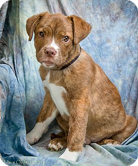Anna Il Boxer Meet Maverick A Pet For Adoption Anna Il Boxer Meet Maverick A Pet
