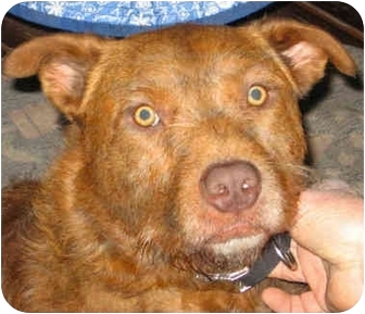Philomath Or American Pit Bull Terrier Meet Finn A Pet For