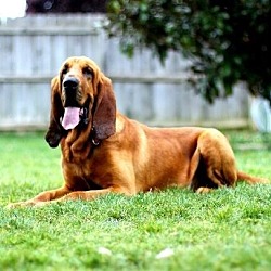 Thumbnail photo of Jake The Bloodhound #4