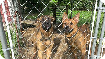 Belgian Malinois Puppies For Sale Near Corning California Usa Page 1 10 Per Page Puppyfinder Com