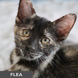 Thumbnail photo of Flea #1