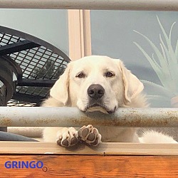 Thumbnail photo of GRINGO #4