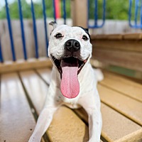 adopt a pet