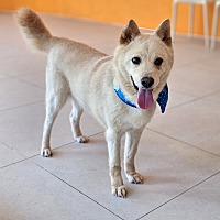 adopt a pet