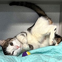 adopt a pet