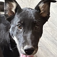 adopt a pet