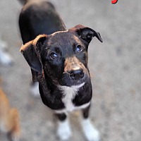 adopt-pet