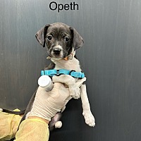 adopt a pet