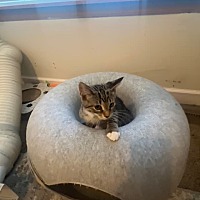adopt-pet