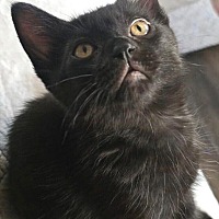 adopt-pet