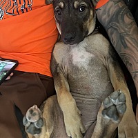 adopt a pet