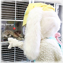 Thumbnail photo of Big George #2