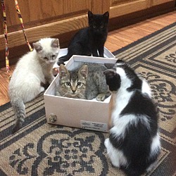 Photo of CT FOUR KITTENS