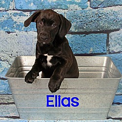 Photo of Elias