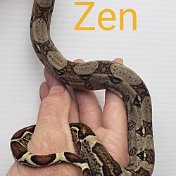 Thumbnail photo of Zen #4