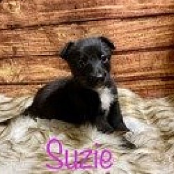 Thumbnail photo of Suzie #3