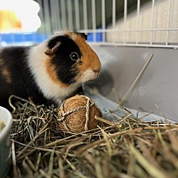 Thumbnail photo of Scott - male guinea pig, one year #2
