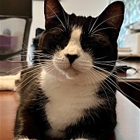 adopt a pet