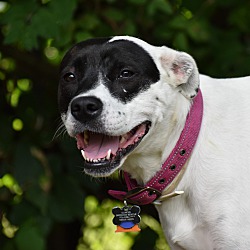 bonded pet photo