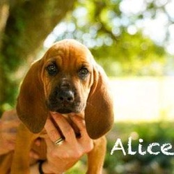 Thumbnail photo of Alice #1