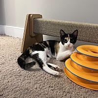 adopt a pet