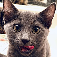 adopt a pet