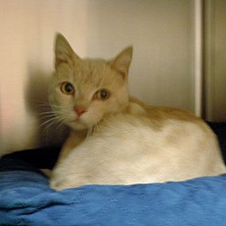 Marietta, GA - Domestic Shorthair. Meet FINN-available 3/26 a Pet for ...