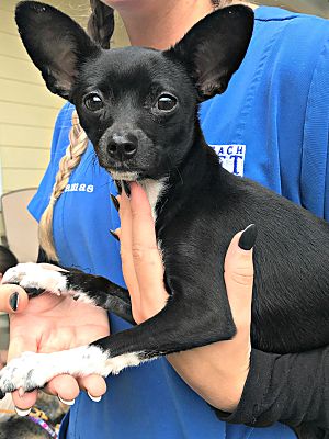 Chihuahua Puppies For Sale In Va Beach