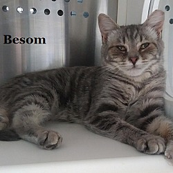 Photo of Besom