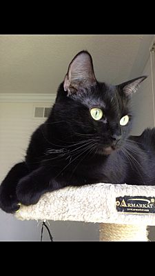 Auburn, WA - Domestic Mediumhair. Meet Cheerio the Cat, Declawed ready