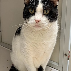 Photo of Thomas (FIV+ and Positively Adoptable)