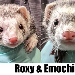 Photo of Roxy & Emochi