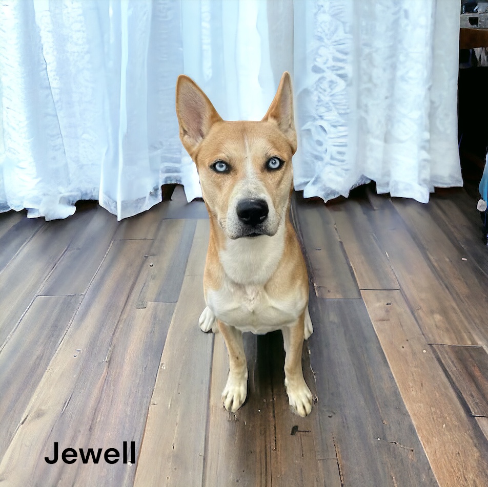 Photo of Jewell