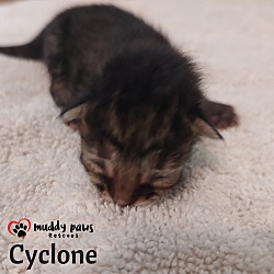 Photo of Twister Tails Litter: Cyclone
