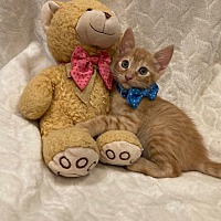 adopt a pet