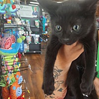 adopt a pet