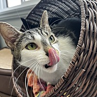 adopt a pet