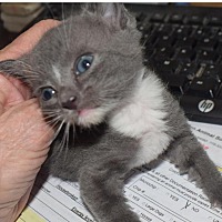 adopt a pet