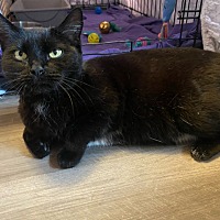 adopt-pet