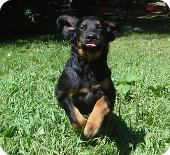 Richfield Wi Australian Shepherd Meet Zeus A Pet For Adoption