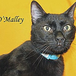 Photo of O'Malley