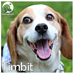Photo of Timbit