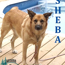 Thumbnail photo of Sheba - Adopted November 2016 #3