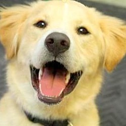 Thumbnail photo of CHARLIE(OUR SMILING GOLDEN/LAB #1